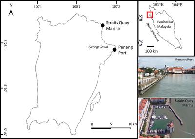 Habitat Complexity Affects the Structure but Not the Diversity of Sessile Communities on Tropical Coastal Infrastructure